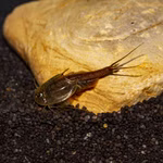 Triops granarius - Japanischer Urzeitkrebs Weibchen (Produktbild)