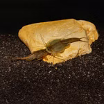 Triops granarius - Japanischer Urzeitkrebs Paar (Produktbild)
