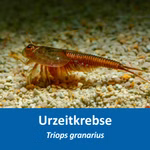 Triops granarius - Japanischer Urzeitkrebs (Produktbild)