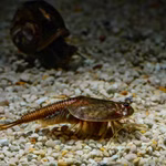 Triops granarius - Japanischer Urzeitkrebs (Produktbild)