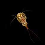 Triops granarius - Japanischer Urzeitkrebs von unten (Produktbild)
