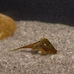 Triops granarius - Japanischer Urzeitkrebs Weibchen (Produktbild)
