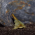 Triops granarius - Japanischer Urzeitkrebs Männchen (Produktbild)