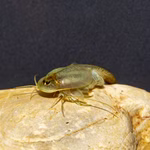 Triops granarius - Japanischer Urzeitkrebs Männchen (Produktbild)