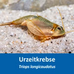 Triops longicaudatus - Amerikanischer Urzeitkrebs (Produktbild)