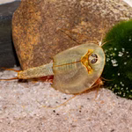 Triops longicaudatus - Amerikanischer Urzeitkrebs  (Produktbild)