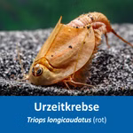 Triops longicaudatus rot - Roter amerikanischer Urzeitkrebs (Produktbild)