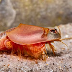 Triops longicaudatus rot - Roter amerikanischer Urzeitkrebs (Produktbild)