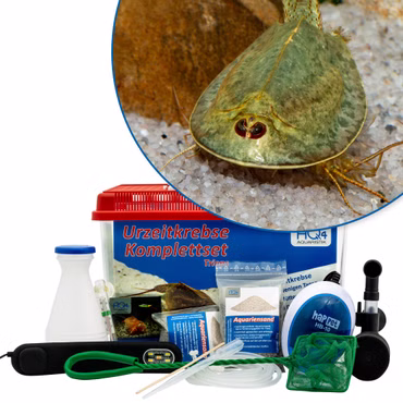 Premium Triops mauritanicus (grün) Komplettset - mit LED-Beleuchtung - Filter Premium Triops mauritanicus (grün) Komplettset - mit LED-Beleuchtung und Filter (Produktbild)