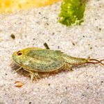 Triops mauritanicus (grün) - Urzeitkrebse (Produktbild)