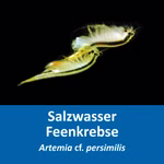 Artemia cf - persimilis Zucht Set (mittel) für Aquarianer - mehr als 1.000.000 Eier - mit Salz Futter und Anleitung (Produktbild)