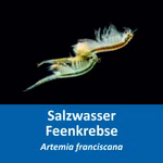 Artemia franciscana Zucht Set (mittel) für Aquarianer - mehr als 1.000.000 Eier - mit Salz Futter und Anleitung (Produktbild)