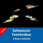 Salzwasser Feenkrebse Eier - 3 Arten Artemia - mit Anleitung Artemia franciscana - cf. persimilis - parthenogenetica - Salzkrebschen - Salinenkrebse (Produktbild)