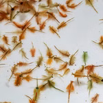 Artemia franciscana - Salzkrebschen - Salinenkrebse (Produktbild)