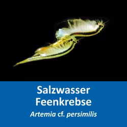 Artemia cf. persimilis - Salzkrebschen - Salinenkrebse Salzwasser Feenkrebs Artemia cf. persimilis- Salzkrebschen - Salinenkrebse (Produktbild)