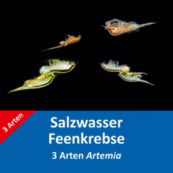 Salzwasser Feenkrebse Eier - 3 Arten Artemia - mit Anleitung Salzwasser Feenkrebse Eier - 3 Arten Artemia - mit Anleitung Artemia franciscana - cf. persimilis - parthenogenetica - Salzkrebschen - Salinenkrebse (Produktbild)