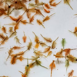 Artemia franciscana - Salzkrebschen - Salinenkrebse Artemia franciscana - Salzkrebschen - Salinenkrebse (Produktbild)