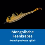 Starter Set Mongolische Feenkrebse - Branchipodopsis affinis - Urzeitkrebs Eier - mit Futter und Anleitung (Produktbild)