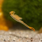 Mongolische Feenkrebse - Branchipodopsis affinis (Produktbild)