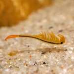 Mongolische Feenkrebse - Branchipodopsis affinis (Produktbild)