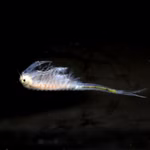 Raub-Feenkrebse - Branchinecta ferox - Männchen - Rarität (Produktbild)