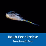 Raub-Feenkrebse - Branchinecta ferox - Rarität (Produktbild)