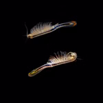 Biberschwanz Feenkrebse - Thamnocephalus platyurus - Pärchen (Produktbild)