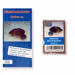 Schwarzer Muschelschaler - Cyzicus sp. - mit Anleitung (Produktbild)