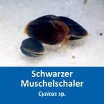 Schwarzer Muschelschaler - Cyzicus sp. Urzeitkrebs (Produktbild)