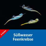 Süßwasser Feenkrebse Eier - 3 Arten - mit Anleitung - Branchinella thailandensis - Streptocephalus siamensis - Dendrocephalus brasiliensis (Produktbild)