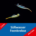 Süßwasser Feenkrebse Eier -Thailändische und Siam Feenkrebse - Branchinella thailandensis - Streptocephalus siamensis (Produktbild)