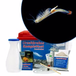 Mittleres Biberschwanz Feenkrebse Komplettset - Thamnocephalus platyurus (Produktbild)