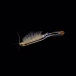 Biberschwanz Feenkrebse Thamnocephalus platyurus - Paar - Urzeitkrebse (Produktbild)