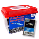 Mittleres Biberschwanz Feenkrebse - Thamnocephalus platyurus (Produktbild)