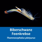 Biberschwanz Feenkrebse Thamnocephalus platyurus - Urzeitkrebse (Produktbild)