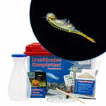 Mittleres Thailändische Feenkrebse Komplettset - Branchinella thailandensis (Produktbild)