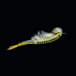 Thailändische Feenkrebse Branchinella thailandensis - Urzeitkrebse (Produktbild)