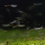 Brasilianische Feenkrebse Dendrocephalus brasiliensis - Urzeitkrebse Gruppe (Produktbild)