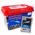Mittleres Brasilianische Feenkrebse Komplettset - Dendrocephalus brasiliensis (Produktbild)