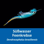 Brasilianische Feenkrebse - Dendrocephalus brasiliensis - Urzeitkrebse (Produktbild)