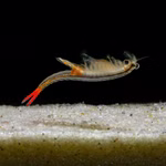 Brasilianische Feenkrebse Dendrocephalus brasiliensis - Urzeitkrebse (Produktbild)