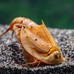 Triops longicaudatus rot - Roter Amerikanischer Urzeitkrebs - im Boden wühlend (Produktbild)