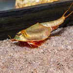 Triops longicaudatus - Amerikanischer Urzeitkrebs (Produktbild)
