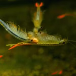 Thai Feenkrebs - Branchinella thailandensis - Urzeitkrebse  (Produktbild)