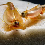Triops longicaudatus rot - Roter Amerikanischer Urzeitkrebs (Produktbild)