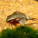 Triops cf. longicaudatus Hawaii - Urzeitkrebs (Produktbild)