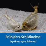 Frühjahrs-Schildkrebs Lepidurus apus lubbocki - Urzeitkrebse (Produktbild)