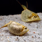 Frühjahrs-Schildkrebs Lepidurus apus lubbocki - Paar - Urzeitkrebse (Produktbild)