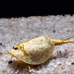Frühjahrs-Schildkrebs Lepidurus apus lubbocki - Paar - Weibchen - Urzeitkrebse (Produktbild)