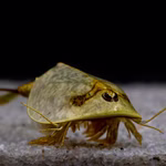 Frühjahrs-Schildkrebs Lepidurus apus lubbocki - Paar - Kopf - Urzeitkrebse (Produktbild)